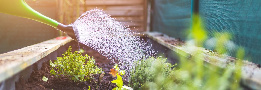 Gießkanne bewässert Kräuter